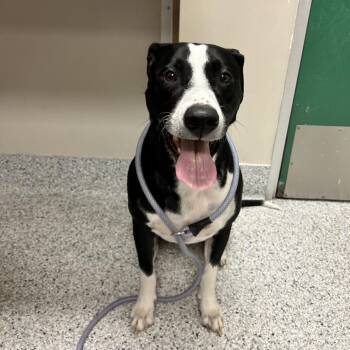 Marley -  Border Collie and Mixed Breed Dog for Adoption in Reno, Nevada - Marley | PetCurious