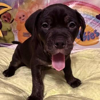 Dipsy -  Rottweiler and Pit Bull Terrier Dog for Adoption in Normal, Illinois - Dipsy | PetCurious