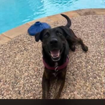 Freddy -  Retriever Dog for Adoption in Martinez, California - Freddy | PetCurious
