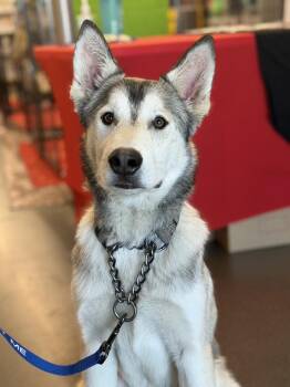 Doug -  Husky Dog for Adoption in Pleasant Hill, California - Doug | PetCurious