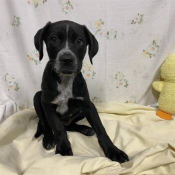 TANK -  Pit Bull Terrier and Mixed Breed Dog for Adoption in Modesto, California - TANK | PetCurious