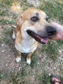 Rescue Corgi Dogs for Adoption in Cleveland, Oklahoma - Diogee | PetCurious