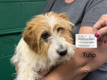 Jack Russell Terrier Dogs Available for Adoption in Blue Springs, Missouri - Tulip | PetCurious