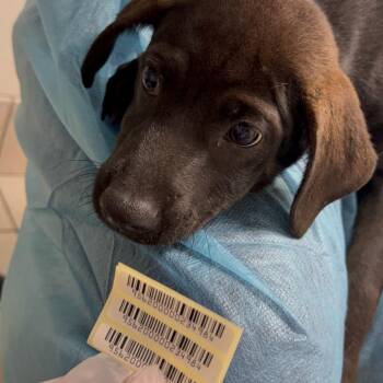 Bob The Builder -  Mixed Breed Dog for Adoption in Charleston, West Virginia - Bob The Builder | PetCurious