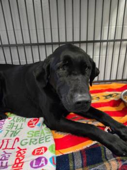 Maggie (Amber) -  Labrador Retriever Dog for Adoption in Angola, Indiana - Maggie (Amber) | PetCurious
