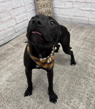 Adieu -  Staffordshire Bull Terrier and Mixed Breed Dog for Adoption in Detroit, Michigan - Adieu | PetCurious
