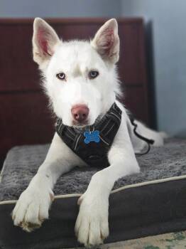 Blanca -  Siberian Husky Dog for Adoption in Johns Creek, Georgia - Blanca | PetCurious