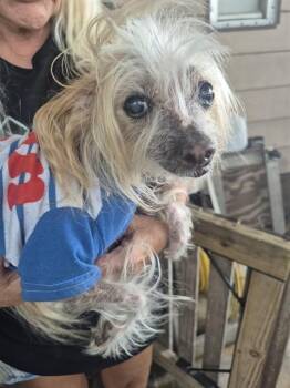 CRICKET -  Chinese Crested Dog Dog for Adoption in Fort Lauderdale, Florida - CRICKET | PetCurious