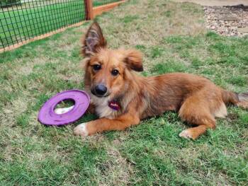 Siberian Husky and Chihuahua Dogs Available for Adoption in Frisco, Texas - Todd | PetCurious