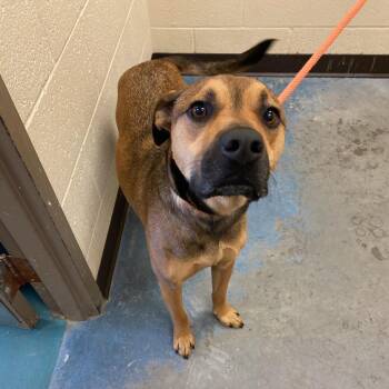 Mixed Breed Dogs Available for Adoption in Memphis, Tennessee - Hero | PetCurious