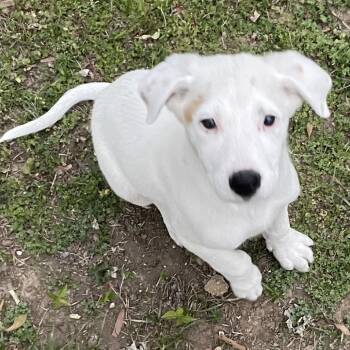 Mixed Breed Dogs Available for Adoption - Bread | PetCurious