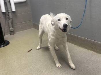 Border Collie Dogs Available for Adoption - KASPER | PetCurious