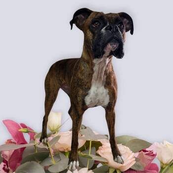 Boxer Dogs Available for Adoption - Roxy | PetCurious