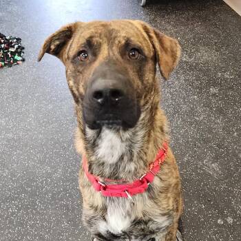 Mixed Breed Dogs Available for Adoption - Coco | PetCurious