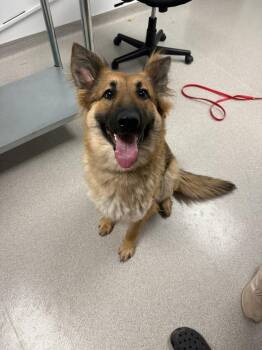 Mixed Breed Dogs Available for Adoption in Minot, North Dakota - Nelli | PetCurious