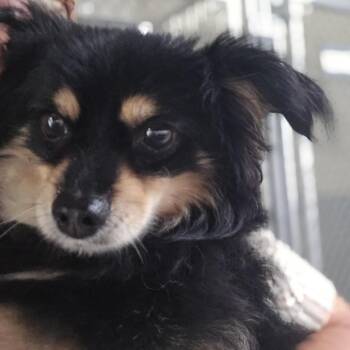 Winston -  Mixed Breed Dog for Adoption in Sonoma, California - Winston | PetCurious