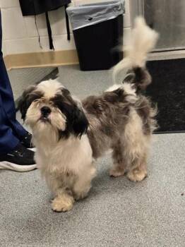 Harry -  Shih Tzu and Mixed Breed Dog for Adoption in Daphne, Alabama - Harry | PetCurious