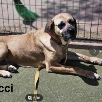 Rescue Jindo Dogs for Adoption in Northbrook, Illinois - Gucci | PetCurious