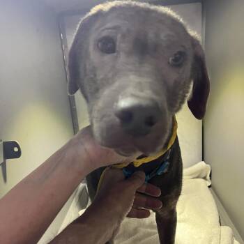 Korr -  Labrador Retriever and Mixed Breed Dog for Adoption in Greensboro, North Carolina - Korr | PetCurious