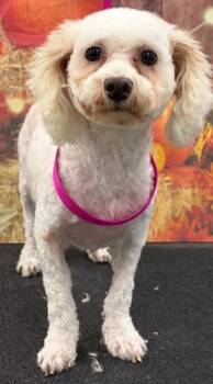 Fluffy -  Bichon Frise Dog for Adoption in Westminster, Maryland - Fluffy | PetCurious