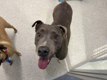 PAULIE -  Pit Bull Terrier and Mixed Breed Dog for Adoption in Loveland, Colorado - PAULIE | PetCurious