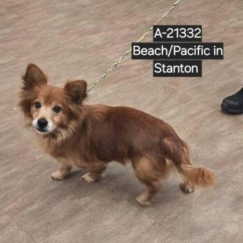 Mixed Breed Dogs Available for Adoption in Westminster, California - WAGS-Stray-21332 | PetCurious