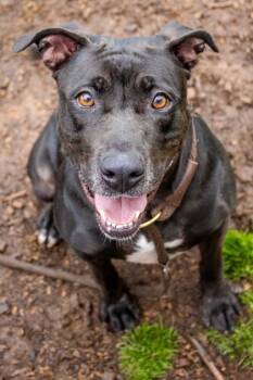 Rescue Mixed Breed Dogs for Adoption in Chamblee, Georgia - Marie- IN FOSTER | PetCurious