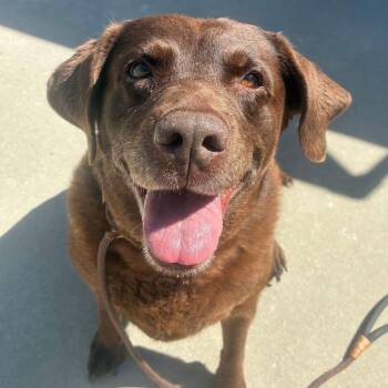 Mocha -  Labrador Retriever Dog for Adoption in Chattanooga, Tennessee - Mocha | PetCurious