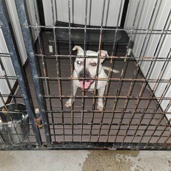 SCFL-Stray-67002 -  Mixed Breed Dog for Adoption in Lake Panasoffkee, Florida - SCFL-Stray-67002 | PetCurious