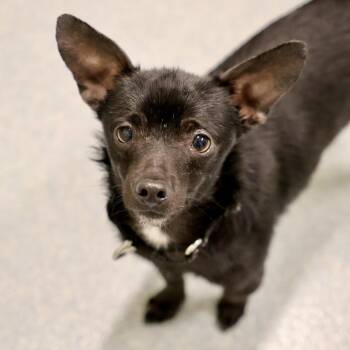 Hilo -  Chihuahua Dog for Adoption in Briarcliff Manor, New York - Hilo | PetCurious