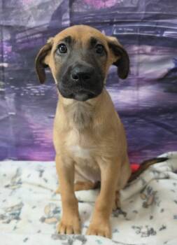 Bulbasaur -  German Shepherd Dog and Labrador Retriever Dog for Adoption in Sedalia, Colorado - Bulbasaur | PetCurious