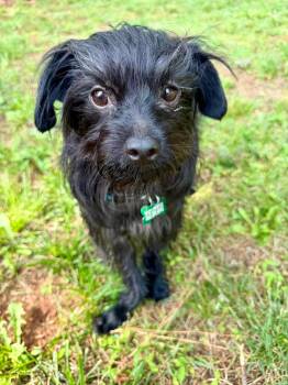 Kermit -  Terrier Dog for Adoption in Atlanta, Georgia - Kermit | PetCurious