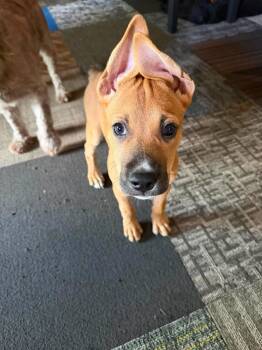 Wiggins -  Pit Bull Terrier Dog for Adoption in Wichita Falls, Texas - Wiggins | PetCurious