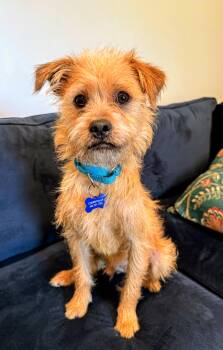 Haal -  Terrier and Border Terrier Dog for Adoption in Columbia, Maryland - Haal | PetCurious