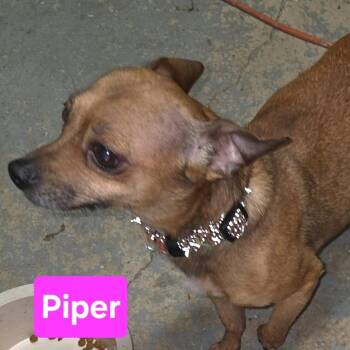 Piper -  Chihuahua and Mixed Breed Dog for Adoption in Overland Park, Kansas - Piper | PetCurious