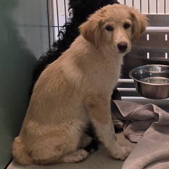 Golden Retriever and Poodle Dogs Available for Adoption in Norman, Oklahoma - Sawyer | PetCurious