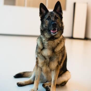 Sasha -  German Shepherd Dog Dog for Adoption in Warwick, Rhode Island - Sasha | PetCurious