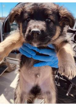 Chancho -  Shepherd Dog for Adoption in Victorville, California - Chancho | PetCurious