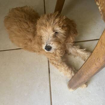 Molly and Holly -  Goldendoodle Dog for Adoption in Moreno Valley, California - Molly And Holly | PetCurious