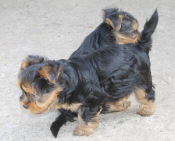 Yorkshire Terrier and Terrier Dogs Available for Adoption in London, Ontario - Opal- Fluffy Coat | PetCurious