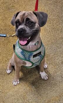 Puggle and Beagle Dogs Available for Adoption - Donahue OR13791-T - Lots Of Energy !! | PetCurious