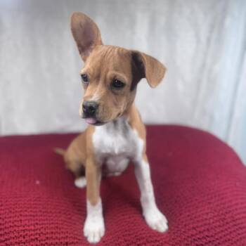 Poppy -  Chihuahua and Coonhound Dog for Adoption in Atlanta, Texas - Poppy | PetCurious