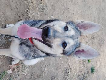 Rescue German Shepherd Dog and Husky Dogs for Adoption in Edgemoor, Delaware - KIRA | PetCurious