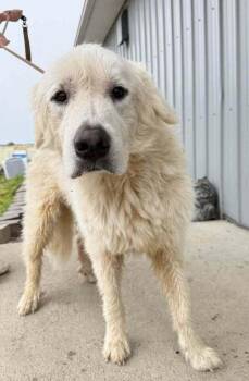 Great Pyrenees Dogs Available for Adoption in Evansville, Indiana - Zeke | PetCurious