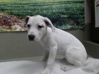 American Bulldog and Mixed Breed Dogs Available for Adoption in Moreno Valley, California - A551296 | PetCurious