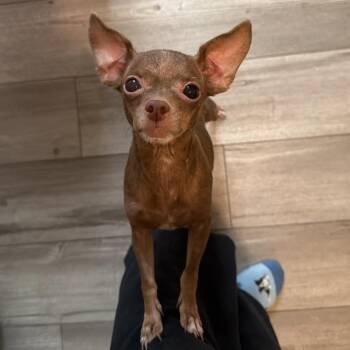 Cumin Seasoning -  Chihuahua Dog for Adoption in Chester Springs, Pennsylvania - Cumin Seasoning | PetCurious