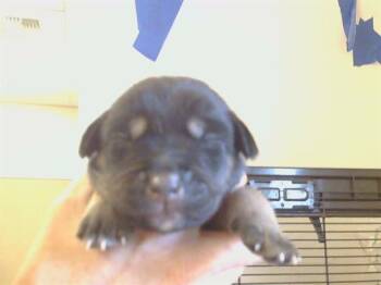 Husky Dogs Available for Adoption - CARLA | PetCurious