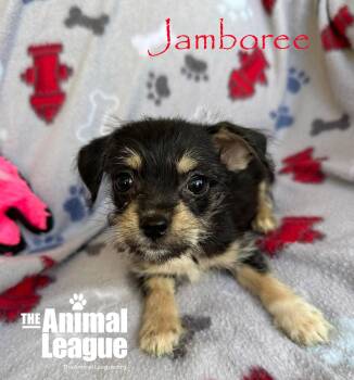 Jamboree -  Chihuahua and Shih Tzu Dog for Adoption in Groveland, Florida - Jamboree | PetCurious