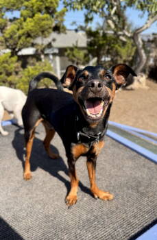 Rescue Miniature Pinscher Dogs for Adoption in Seal Beach, California - Norman | PetCurious