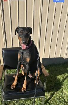 Pearl -  Doberman Pinscher Dog for Adoption - Pearl | PetCurious
